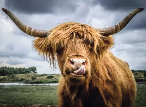 Puzzle Moments: Highland Cattle - 300 Pieces Puzzle - Image 2