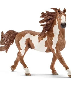 Pinto Stallion