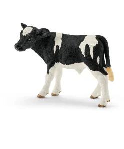 Holstein Calf