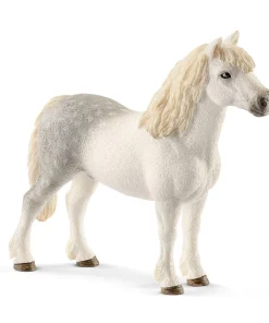 Welsh Pony Stallion