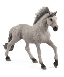 Sorraia Mustang Stallion