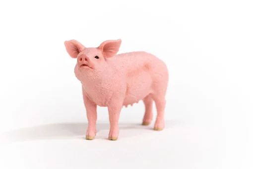 Pig - Image 2