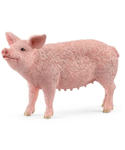 Pig
