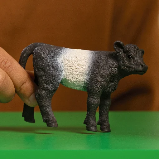 Galloway Calf - Image 2