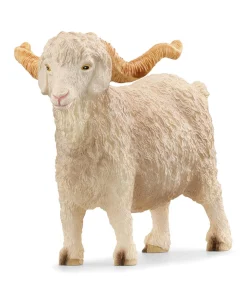 Angora Goat