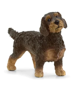 Wire-Haired Dachshund