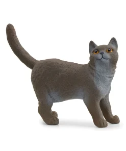British Shorthair Cat