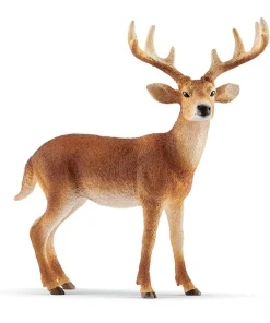 White-Tailed Buck