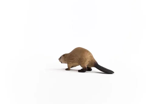 Beaver - Image 2