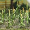 Corn Stalks 30 pack