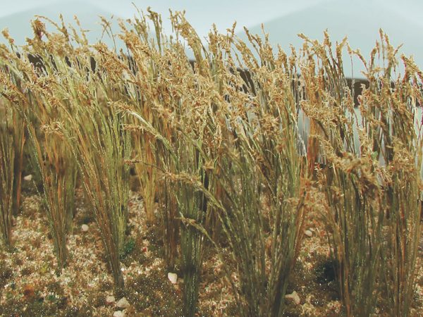1 Wheat (40 pk)