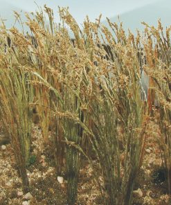 1 Wheat (40 pk)