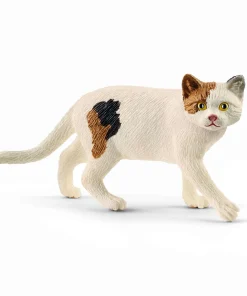 American Shorthair Cat