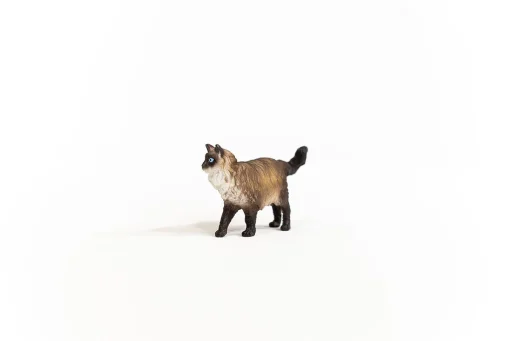 Ragdoll Cat - Image 2