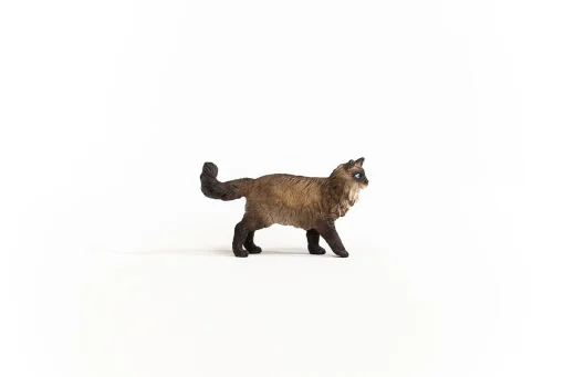 Ragdoll Cat - Image 4
