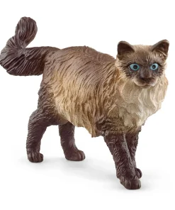 Ragdoll Cat