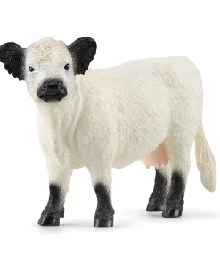 Galloway Cow