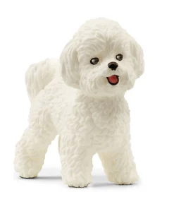 Bichon Frise