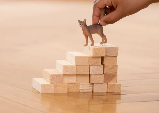 Abyssinian Cat - Image 2