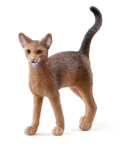 Abyssinian Cat