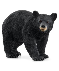 American Black Bear