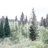Blue Spruce Tree Value Pack - Ready Made Trees(TM) -- 4 to 6" 10.2 to 15.2cm pkg(13)