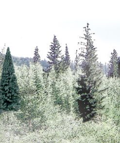 Blue Spruce Tree Value Pack - Ready Made Trees(TM) -- 4 to 6" 10.2 to 15.2cm pkg(13)