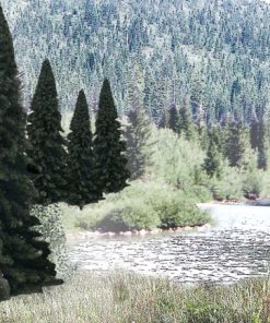 Evergreen Tree Value Pack - Ready Made Trees(TM) -- 2 to 4" 5.1 to 10.2cm pkg(18)
