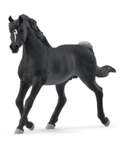 Arabian Stallion