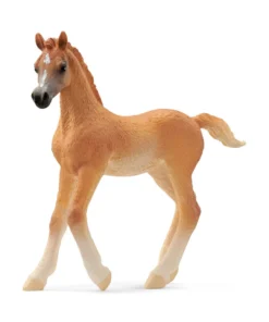 Arabian Foal