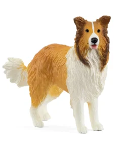 Collie